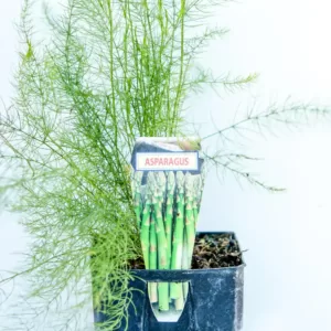 Potted asparagus