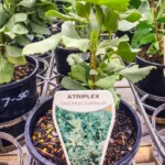 Atriplex Nummularia – Old Man Saltbush