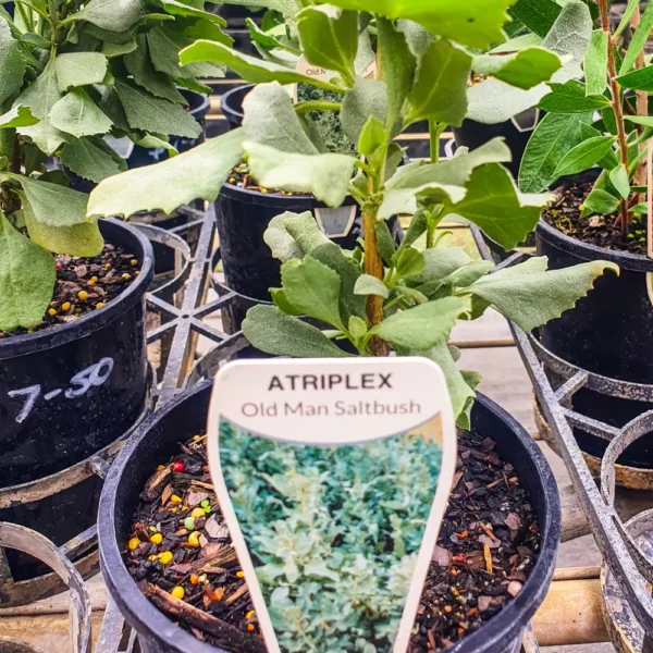 Atriplex Nummularia – Old Man Saltbush