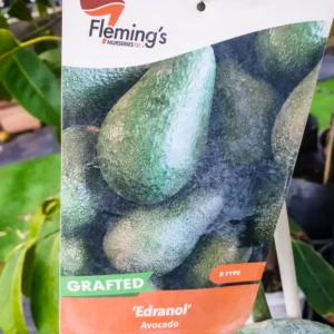 Avocado 'Edranol'