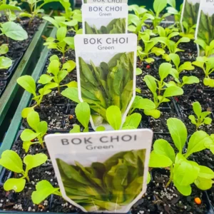 Bok Choi - Baby