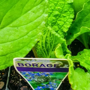 Borage