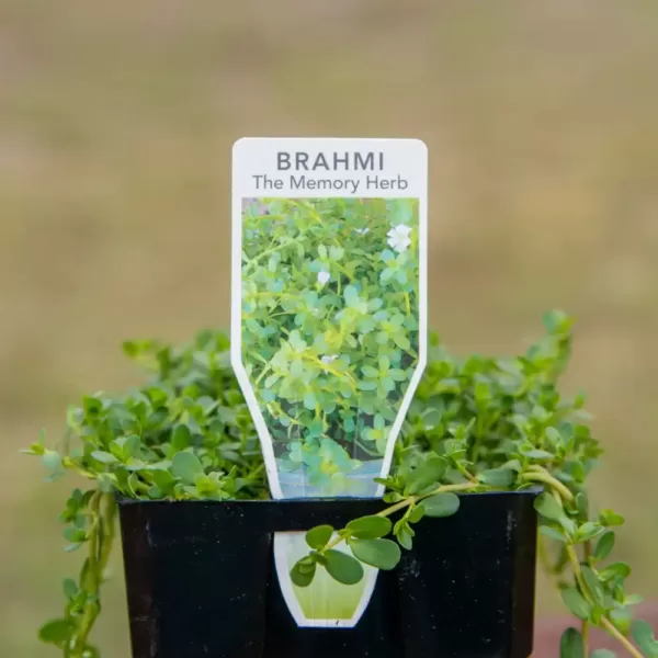 Brahmi the memory herb