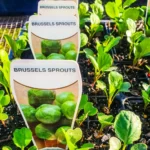 Brussel Sprouts