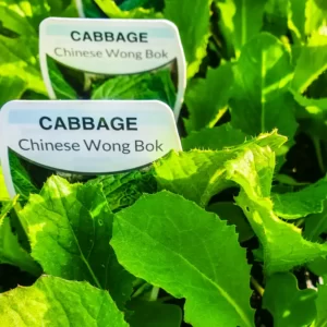 Cabbage - Wong Bok