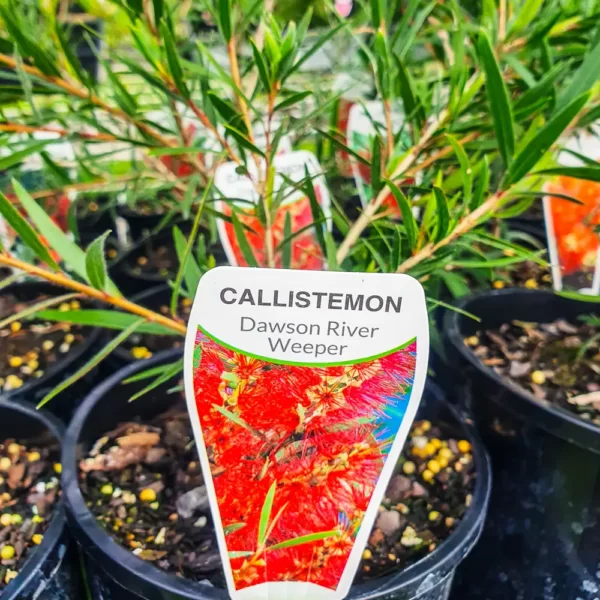 Callistemon - Dawson River Weeper