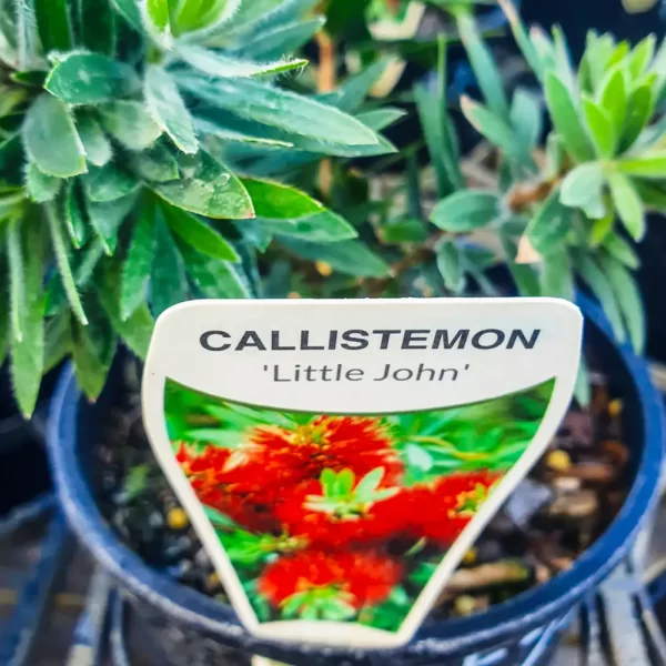 Callistemon - 'Little John'