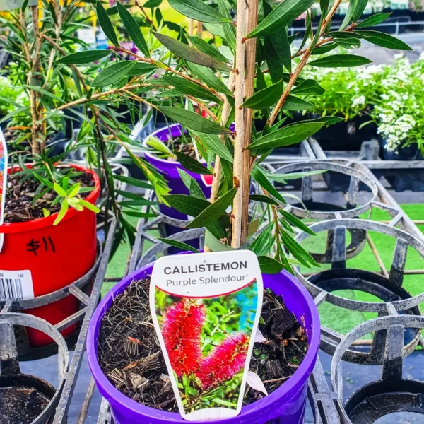 Callistemon - Purple Splendour