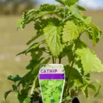 Catnip