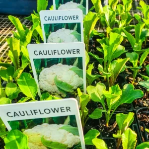 Cauliflower