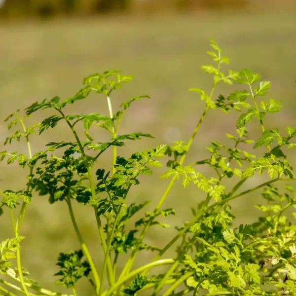 Chervil