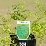 Chervil