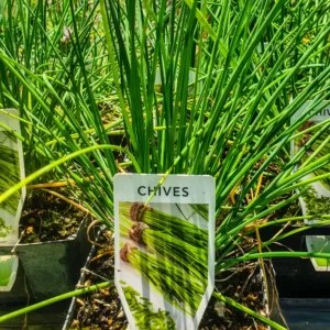 Chives