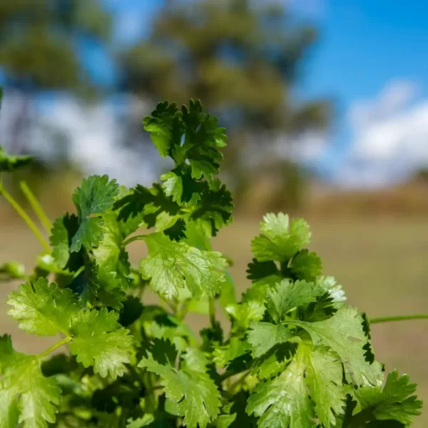 Coriander