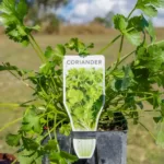 Coriander