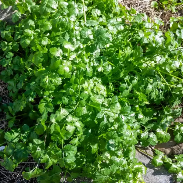 Coriander