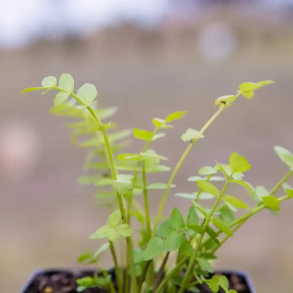 Cress - Lebanese