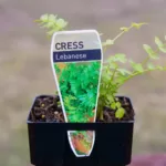 Cress - Lebanese