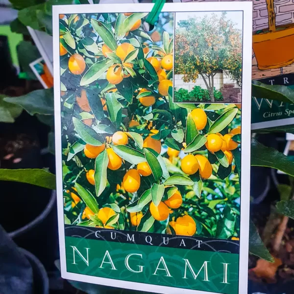 Cumquat - Nagami