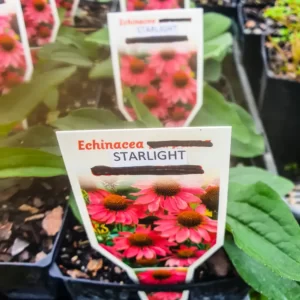 Echinacea - Starlight