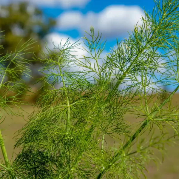 Fennel