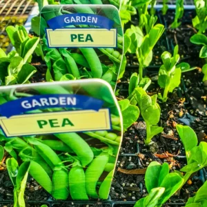 Garden Pea