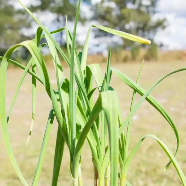 Garlic