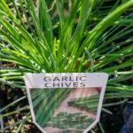 Chives - Garlic