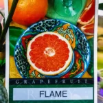 Grapefruit - Flame