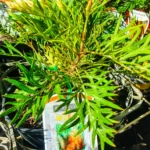 Grevillea - Ned Kelly