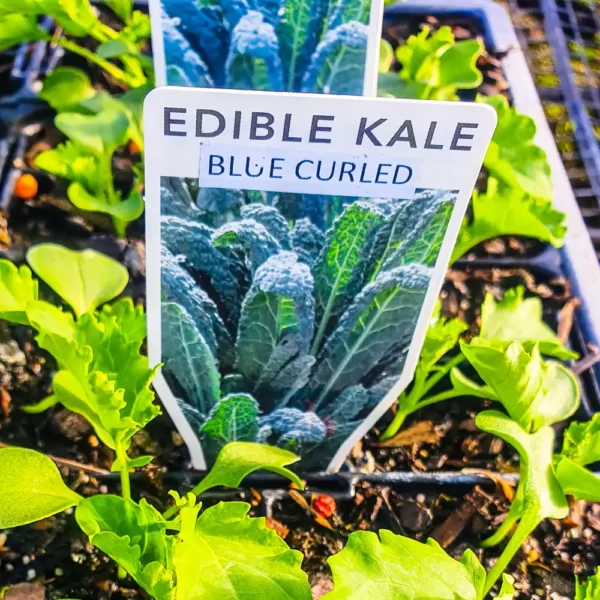 Kale - Blue Curled