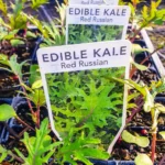 Kale - Red Russian