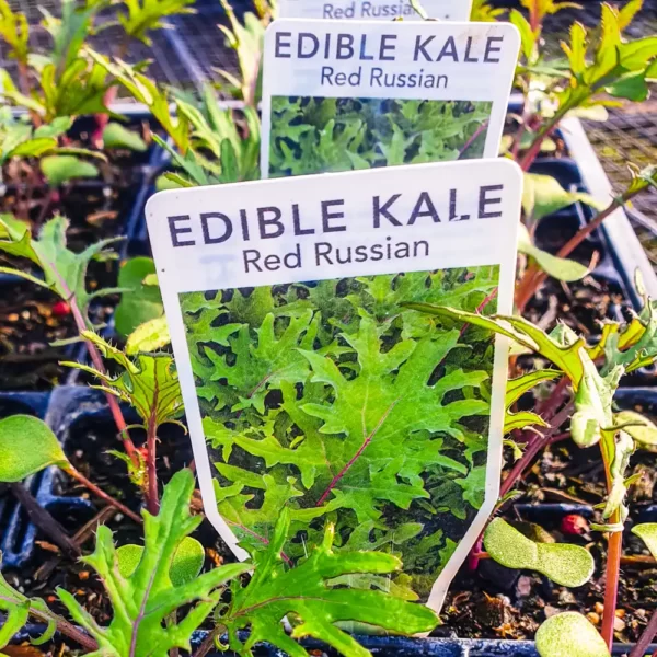 Kale - Red Russian