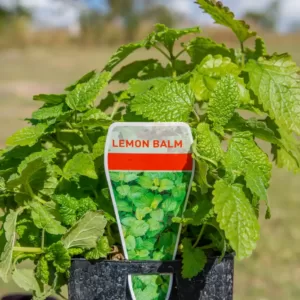 Lemon Balm