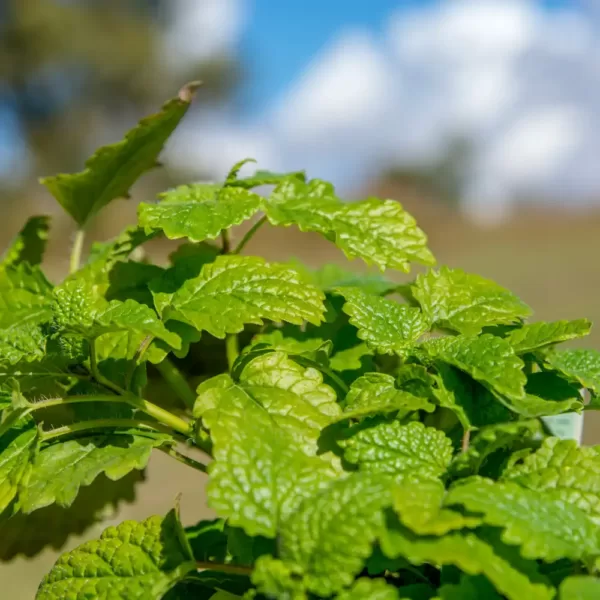 Lemon Balm