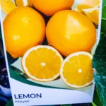 Lemon - Meyer