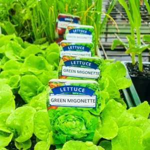 Lettuce - Migonette Green