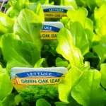 Lettuce - Green Oak Leaf