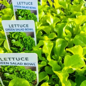 Lettuce - Green Salad Bowl