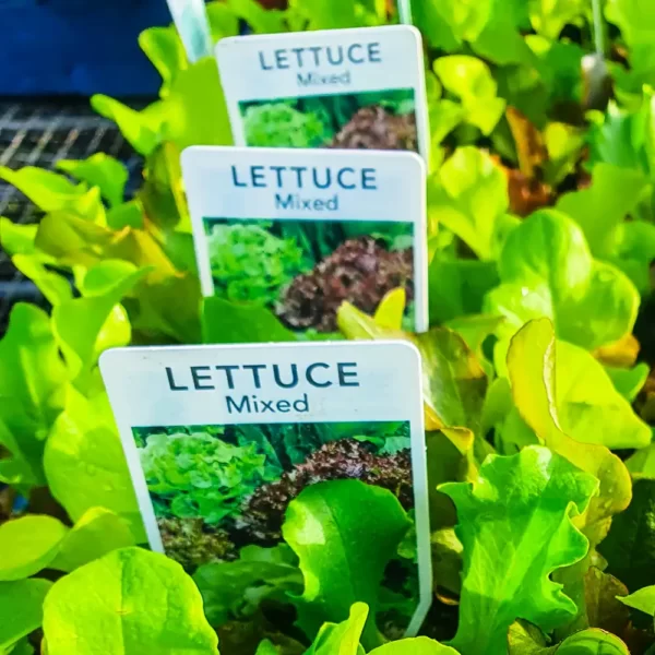 Lettuce - Mixed