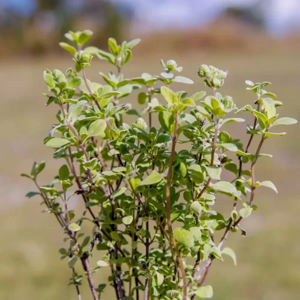 Marjoram