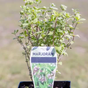 Marjoram