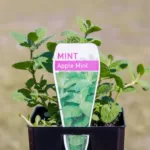 Mint - Apple