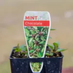 Mint - Chocolate