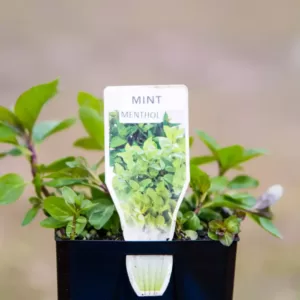 Mint - Menthol