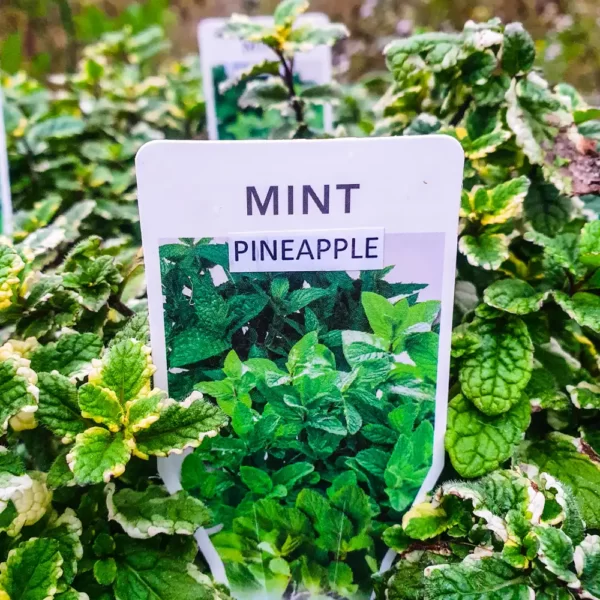 Mint - Pineapple