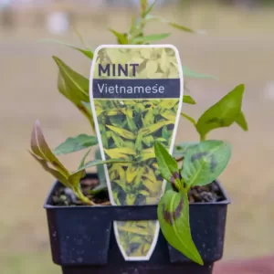 Mint - Vietamese