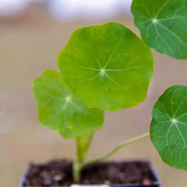 Nasturtium