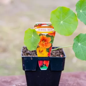 Nasturtium