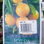 Orange - Joppa